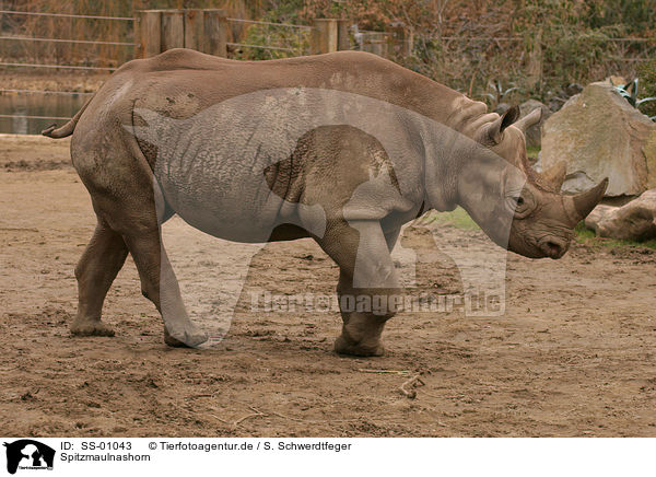 Spitzmaulnashorn / black rhinoceros / SS-01043