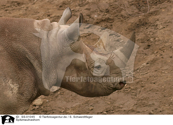 Spitzmaulnashorn / black rhinoceros / SS-01045