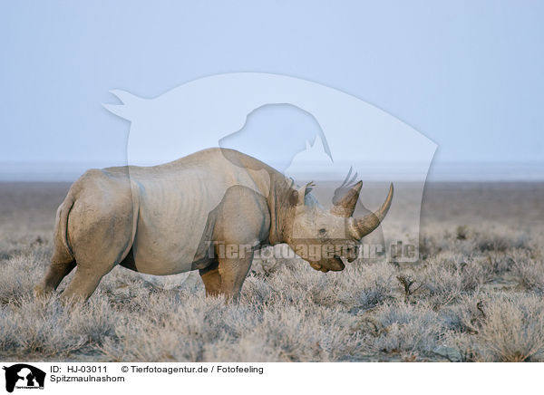 Spitzmaulnashorn / black rhino / HJ-03011