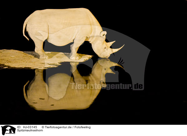 Spitzmaulnashorn / black rhino / HJ-03145