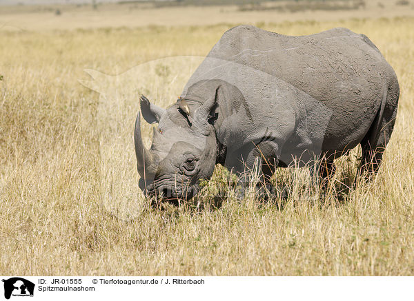 Spitzmaulnashorn / black rhino / JR-01555