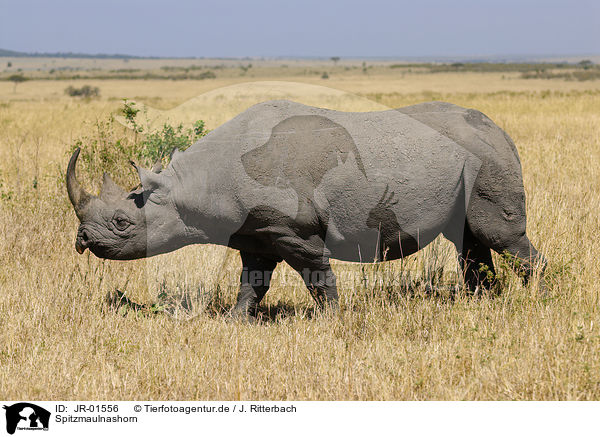Spitzmaulnashorn / black rhino / JR-01556