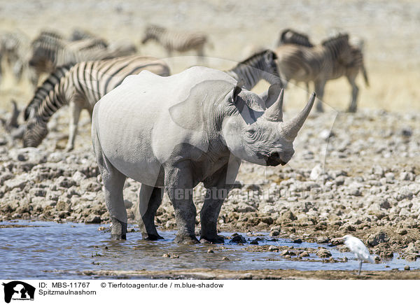 Spitzmaulnashorn / MBS-11767