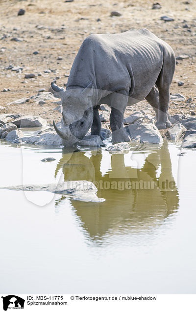 Spitzmaulnashorn / MBS-11775