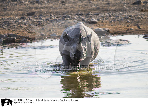 Spitzmaulnashorn / black rhino / MBS-11785