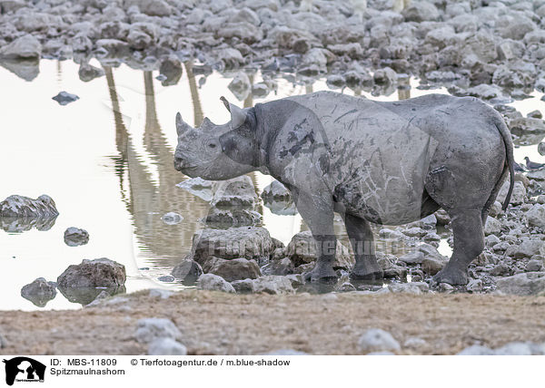 Spitzmaulnashorn / black rhino / MBS-11809