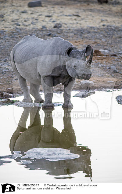 Spitzmaulnashorn steht am Wasserloch / Black rhino standing at water hole / MBS-25317