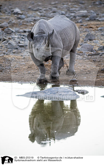 Spitzmaulnashorn steht am Wasserloch / Black rhino standing at water hole / MBS-25319
