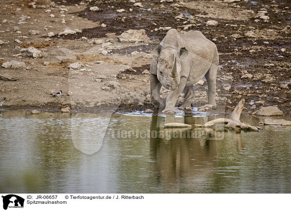 Spitzmaulnashorn / black rhino / JR-06657