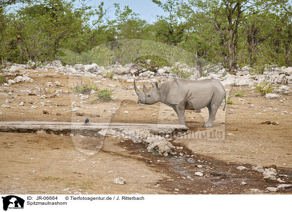 Spitzmaulnashorn / black rhino / JR-06664