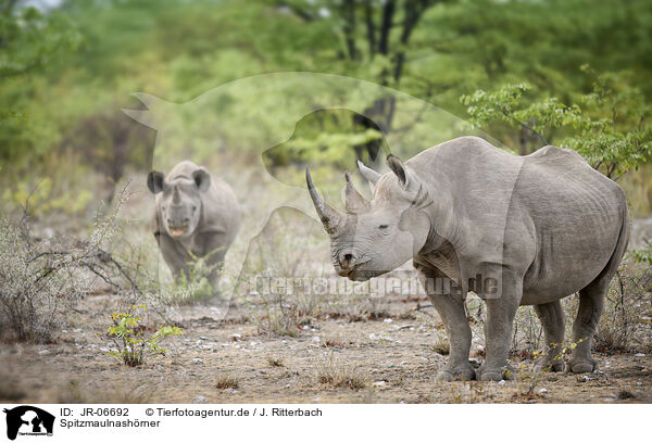 Spitzmaulnashrner / black rhinos / JR-06692
