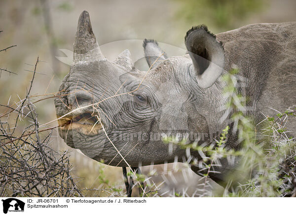Spitzmaulnashorn / black rhino / JR-06701