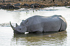 Spitzmaulnashorn