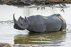 Spitzmaulnashorn