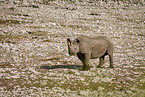 Spitzmaulnashorn