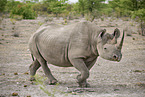 Spitzmaulnashorn