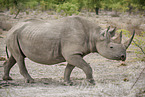 Spitzmaulnashorn