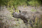 Spitzmaulnashorn