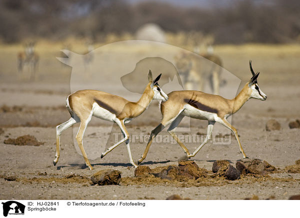 Springbcke / springboks / HJ-02841