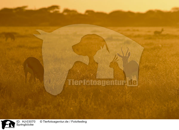 Springbcke / springboks / HJ-03070
