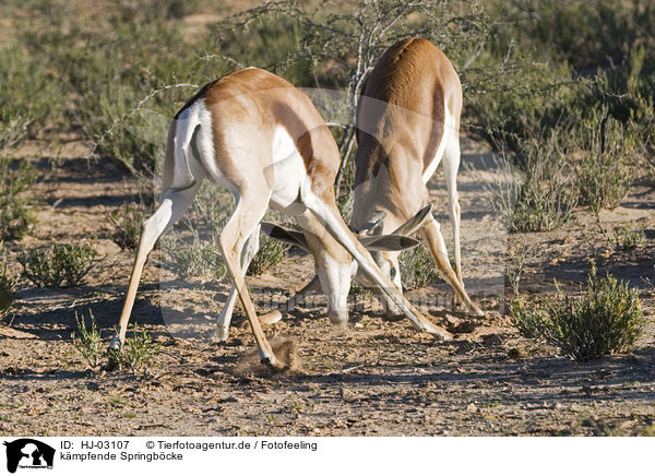 kmpfende Springbcke / fighting springboks / HJ-03107
