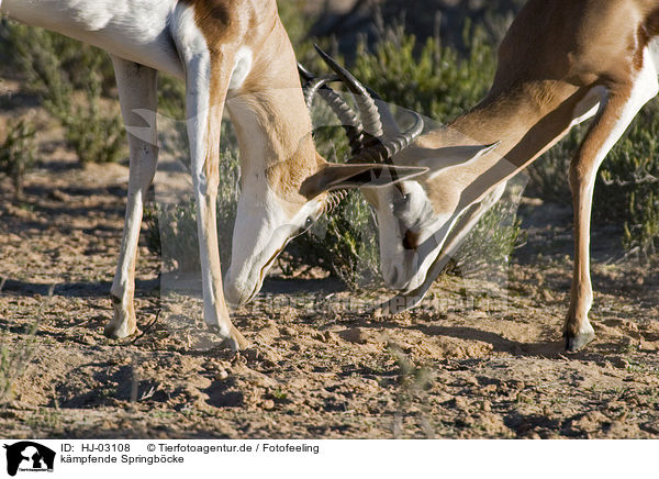 kmpfende Springbcke / fighting springboks / HJ-03108