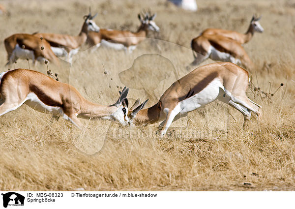 Springbcke / springboks / MBS-06323