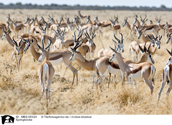 Springbcke / springboks / MBS-06324