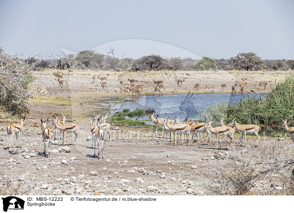 Springbcke / springboks / MBS-12222