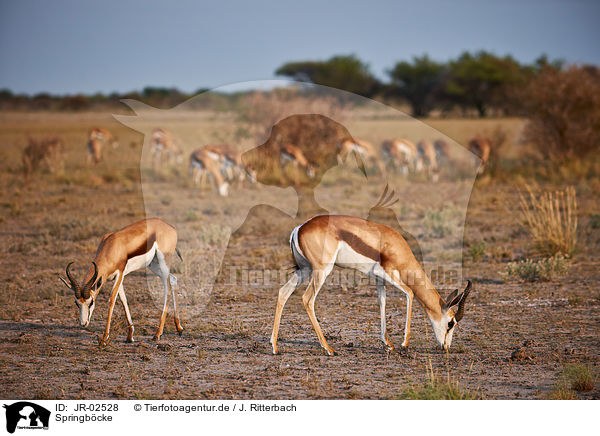 Springbcke / springboks / JR-02528