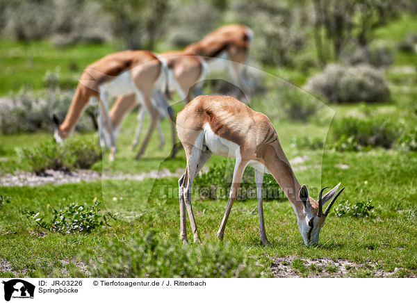 Springbcke / springboks / JR-03226