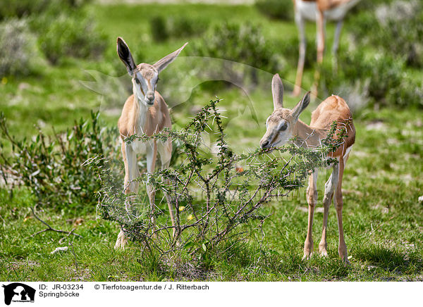 Springbcke / springboks / JR-03234