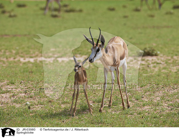 Springbcke / springboks / JR-03980