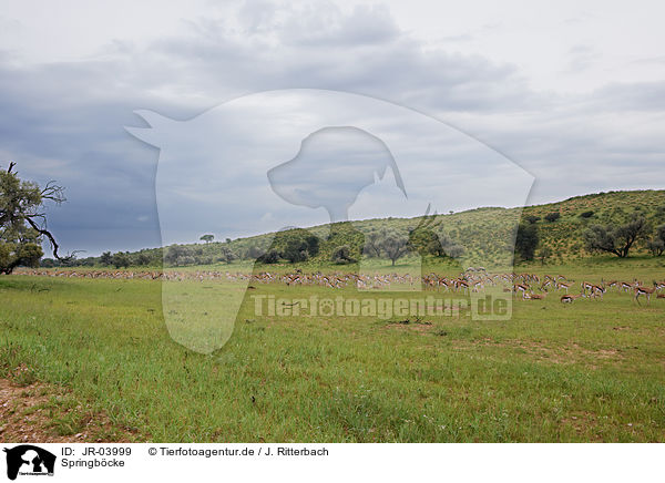 Springbcke / springboks / JR-03999