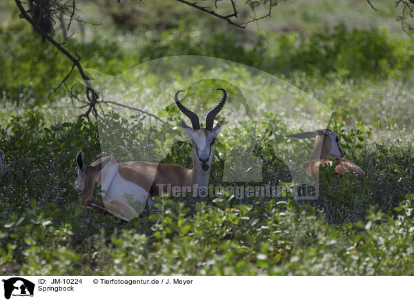 Springbock / springbok / JM-10224