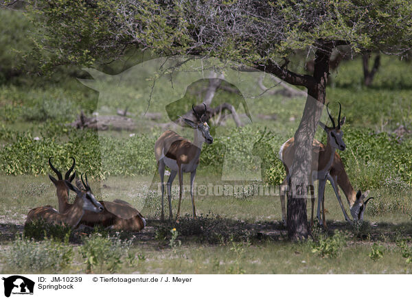 Springbock / springbok / JM-10239