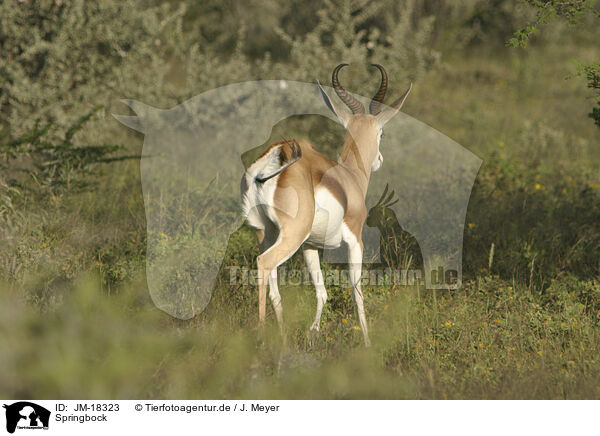 Springbock / springbok / JM-18323