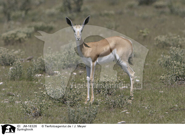 Springbock / springbok / JM-18326