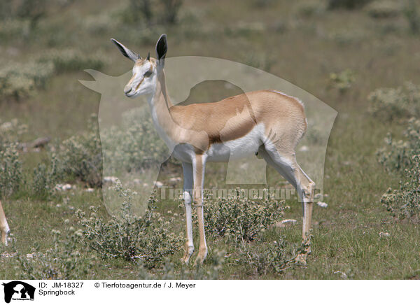 Springbock / springbok / JM-18327