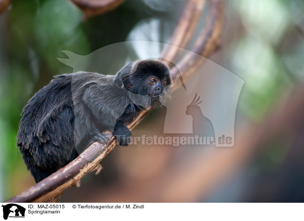 Springtamarin / Goeldi's marmoset / MAZ-05015