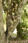 Sri-Lanka-Riesenhrnchen