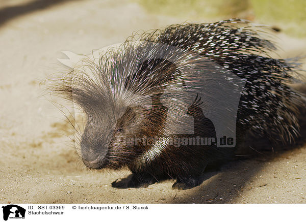 Stachelschwein / SST-03369