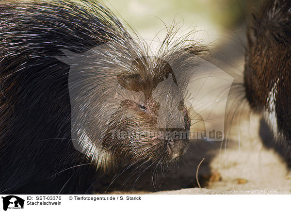 Stachelschwein / porcupine / SST-03370