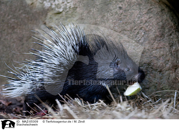 Stachelschwein / MAZ-05309