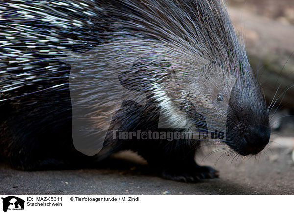 Stachelschwein / MAZ-05311