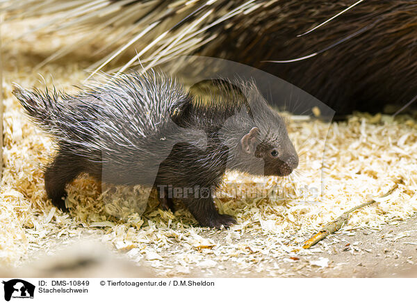 Stachelschwein / crested porpentine / DMS-10849