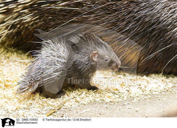 Stachelschwein / crested porpentine / DMS-10850