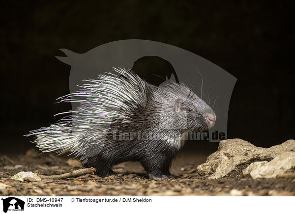 Stachelschwein / crested porpentine / DMS-10947