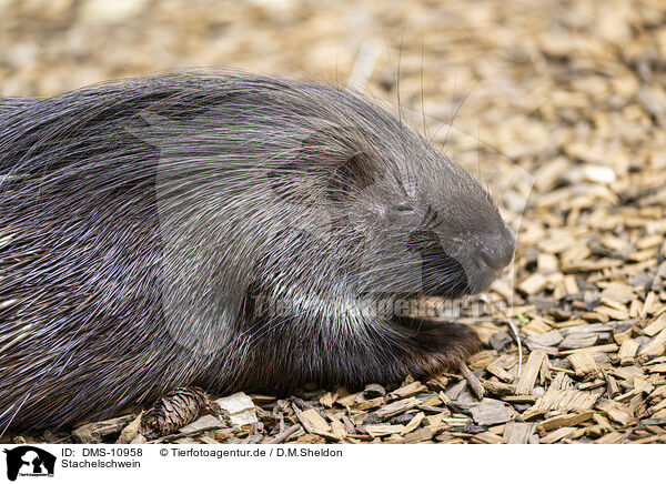 Stachelschwein / crested porpentine / DMS-10958