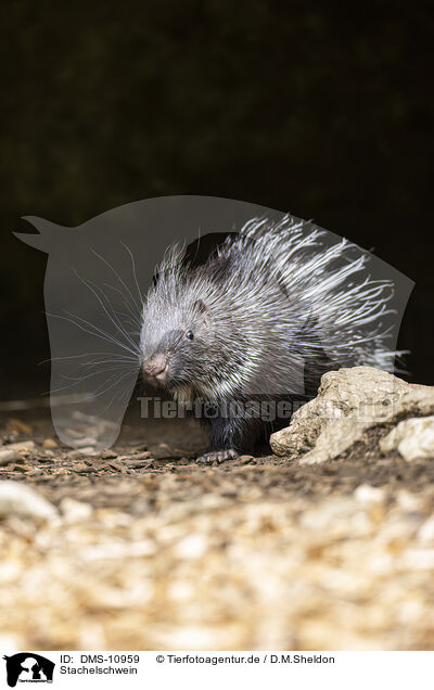 Stachelschwein / crested porpentine / DMS-10959